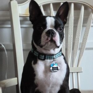 Meet your Posher, Rose